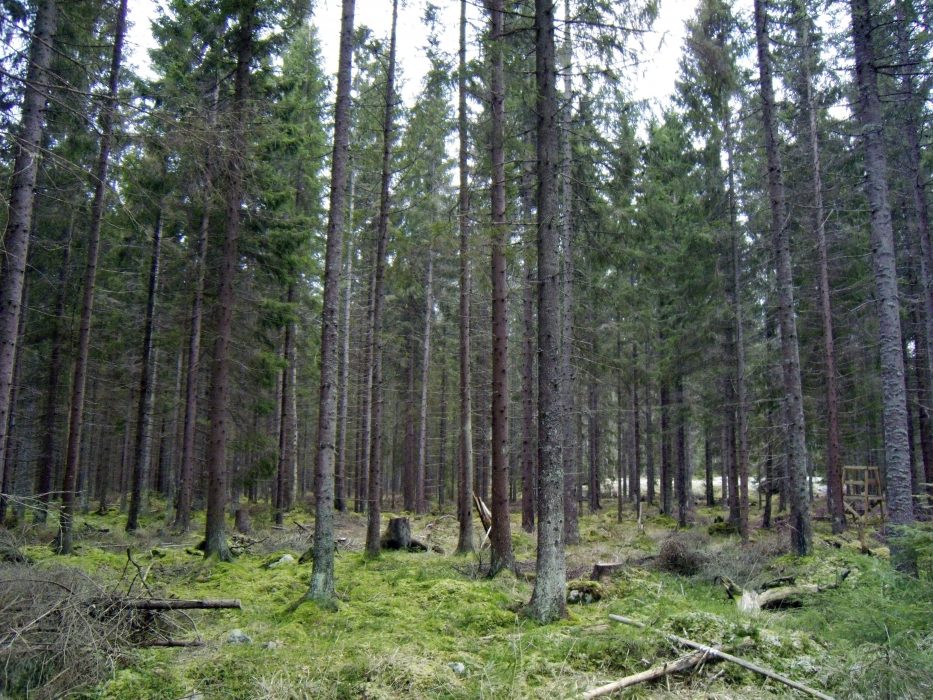 Skogsstyrelsen har släppt en rapport med flera åtgärdsförslag för ett intensifierat skogsbruk, som till exempel ökad avverkning.