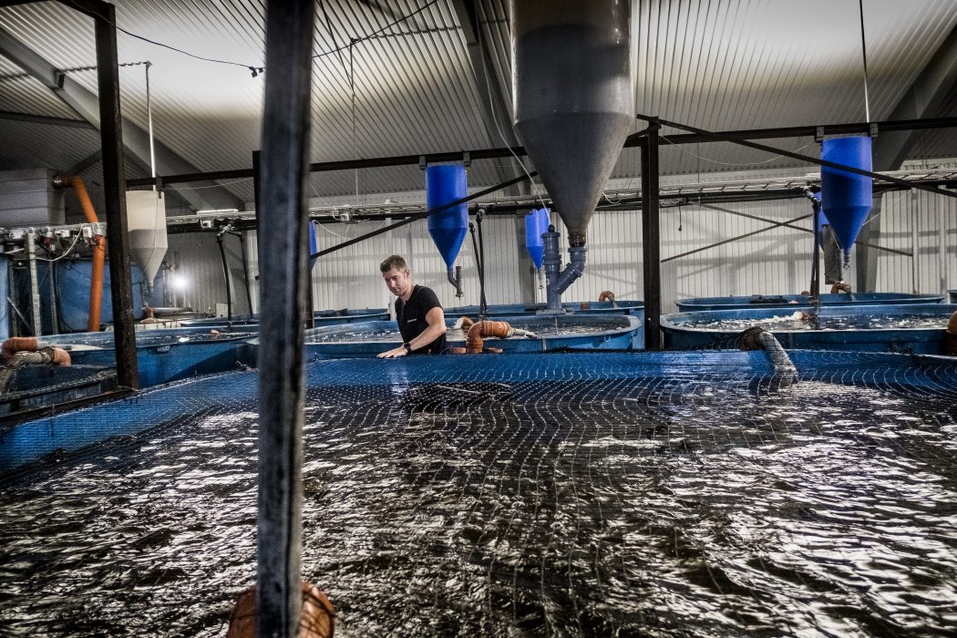  Att odla fisk i stora bassänger inomhus framhålls som ett klimatsmart sätt att tillgodose den ökande efterfrågan på fisk.