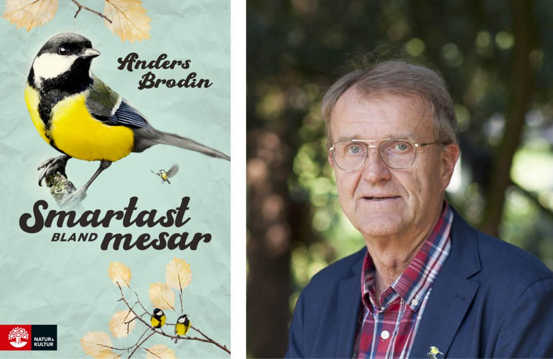 Boken handlar främst om talgoxen men läsaren får också lära sig en hel del om fåglar i allmänhet liksom ekologi och forskningshistoria.