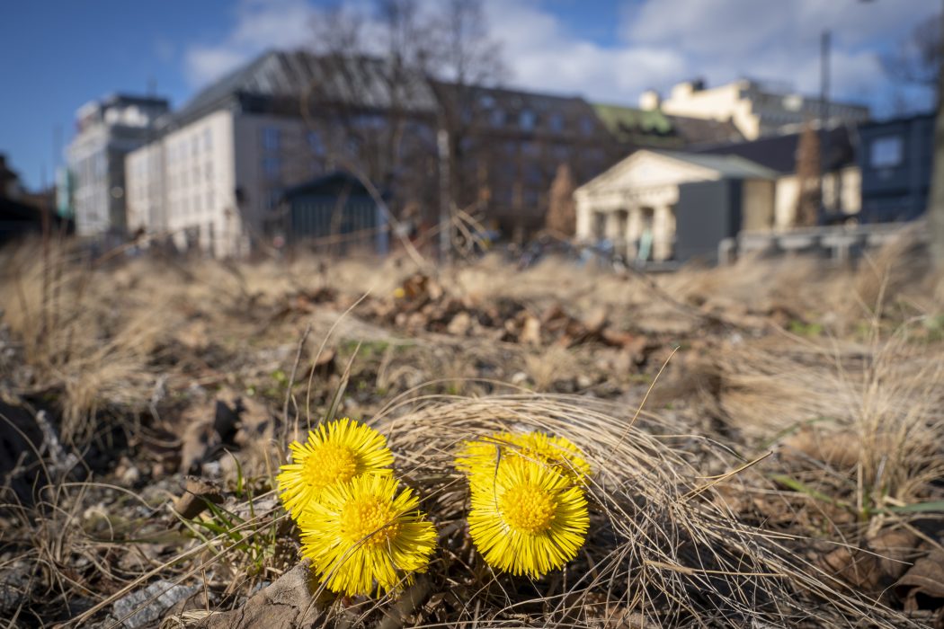 Våren kommer allt tidigare.