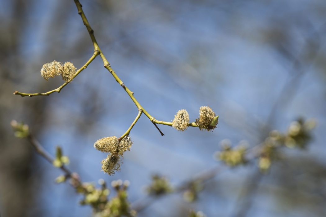 Att dokumentera hur sälgen blommar är ett av vårtecknen som ingår i "Vårkollen".