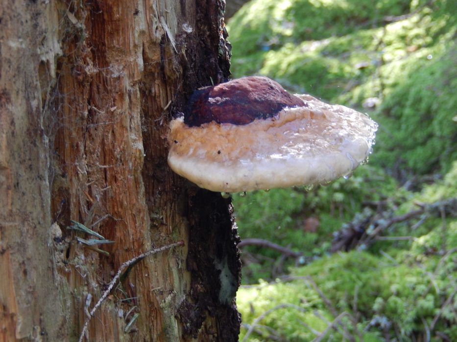 Ticka på död ved, en av de saker som är viktiga att skydda i nyckelbiotopen.