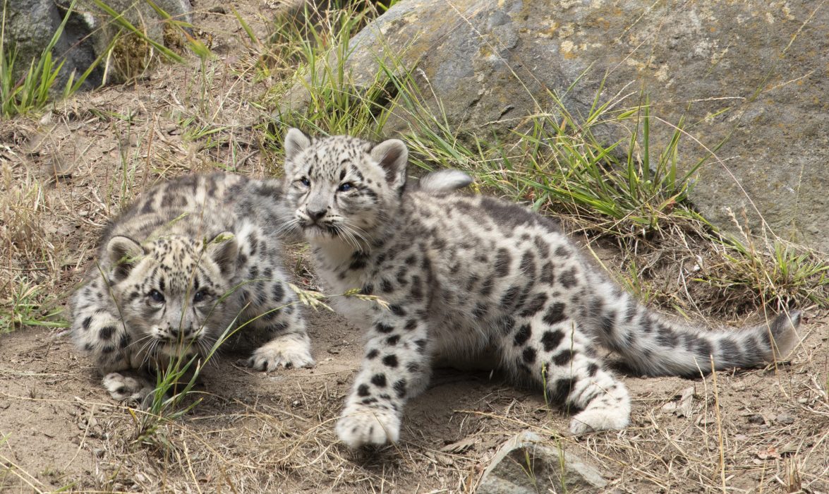 Två snöleopardungar i fångenskap leker på San Francisco Zoo &amp; Gardens.