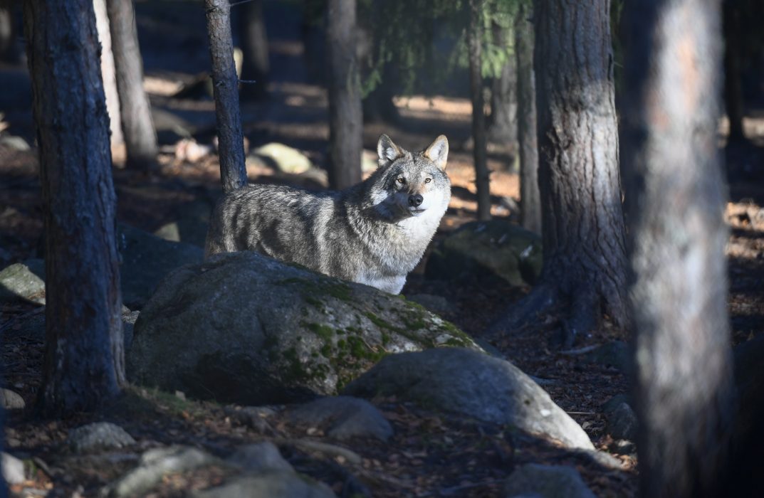 En varg i Järvzoo i Hälsingland.