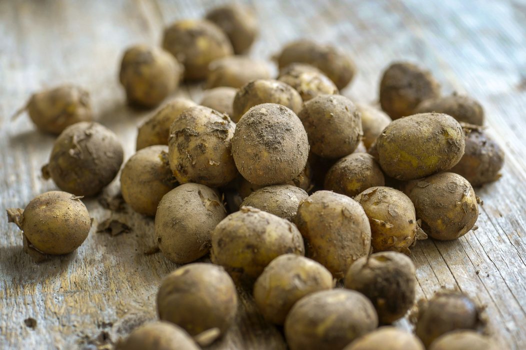 Den första maj samlades människor på över 120 orter i landet för att sätta potatis.