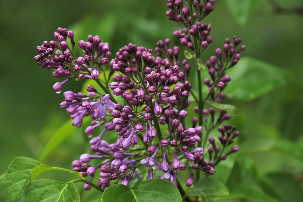 I år blommar både hägg och syren ovanligt tidigt.