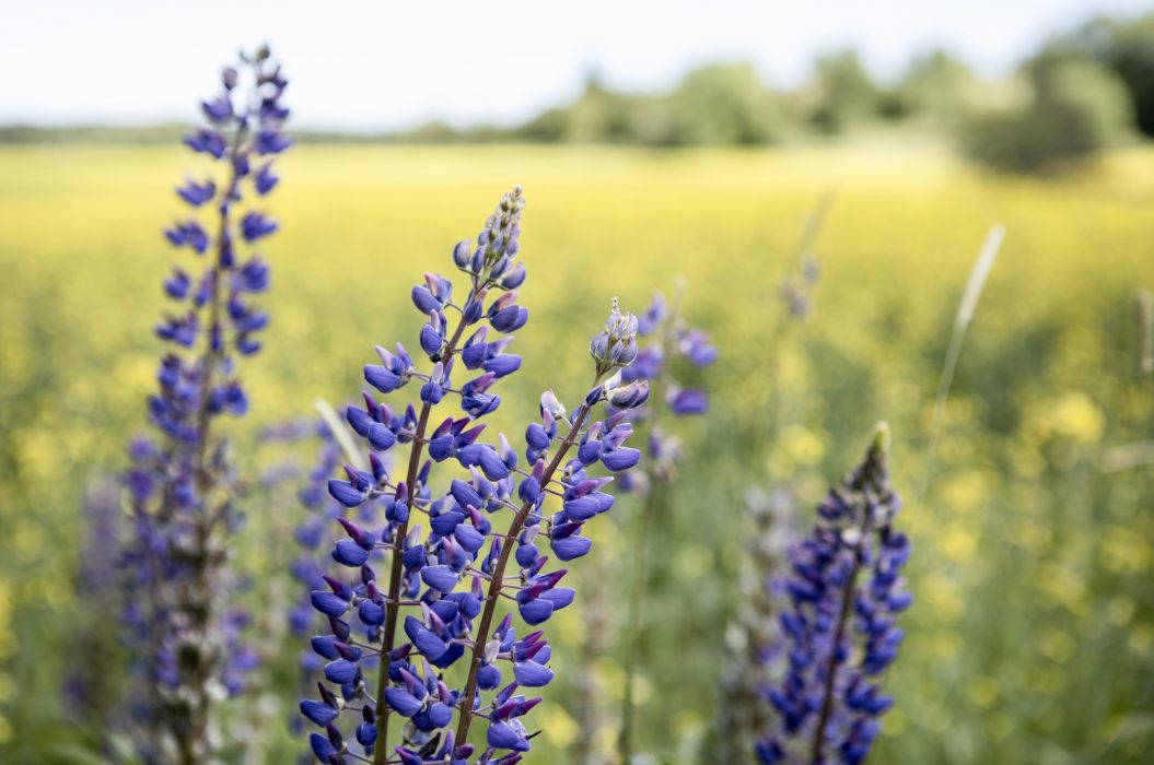 Lupiner vid vägkanten är vackert, men konkurrerar ut inhemska ängsblommor.