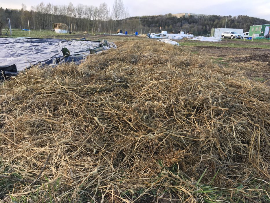 Här odlas potatis.