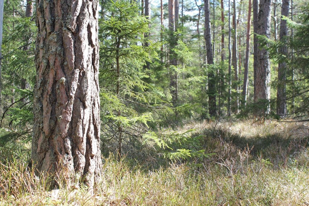 200-årig tall med grov bark.