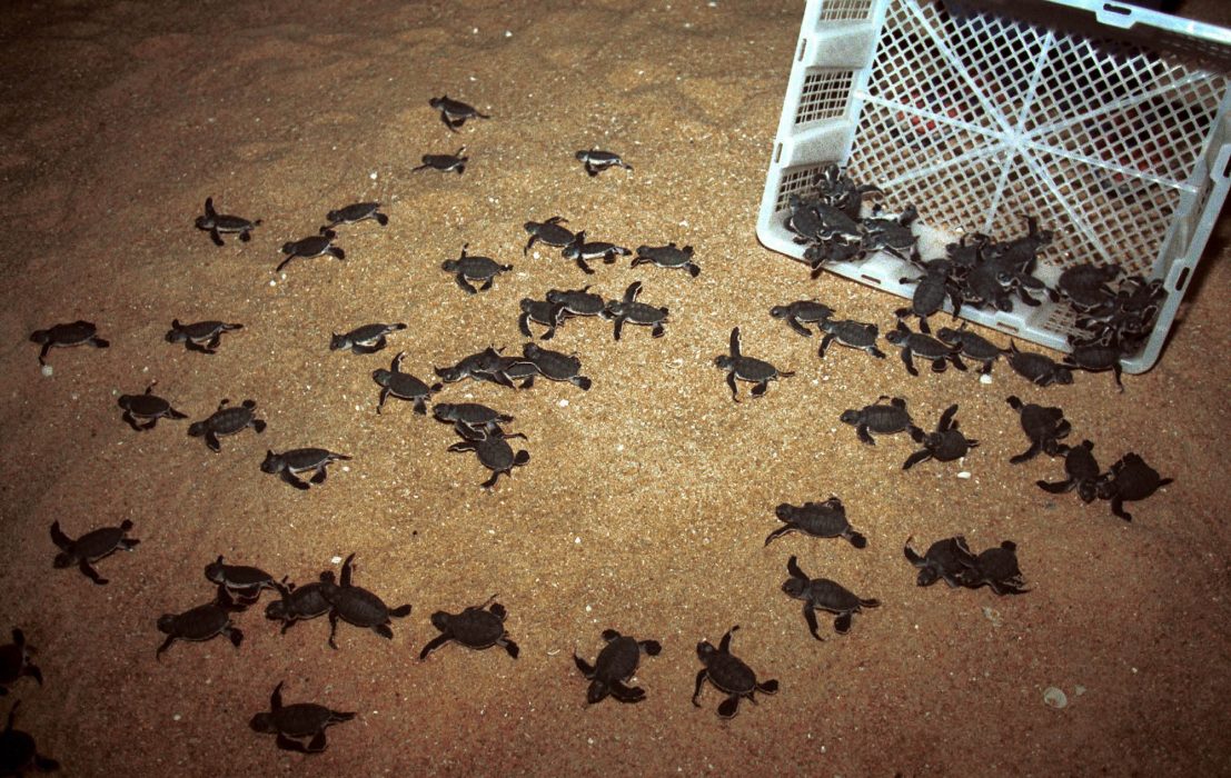 Nykläckta sköldpaddor tar sig mot havet vid Ma'a Daerah Turtle Sanctuary i delstaten Terengganu.