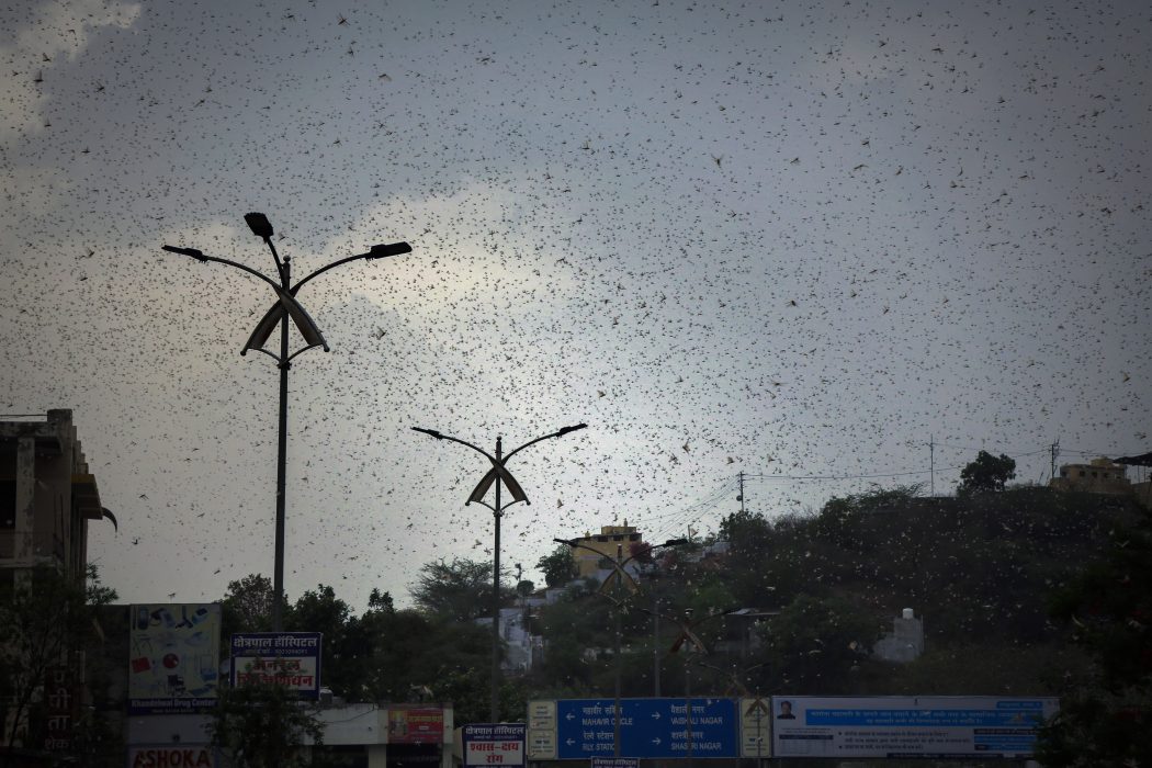 Himlen nästan förmörkas av gräshoppesvärmen i Ajmer i Rajasthan i Indien.