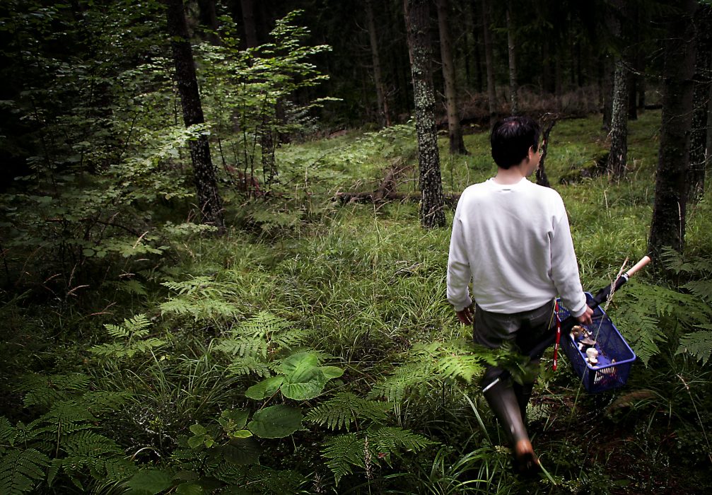 Svampjakt i svensk skog.