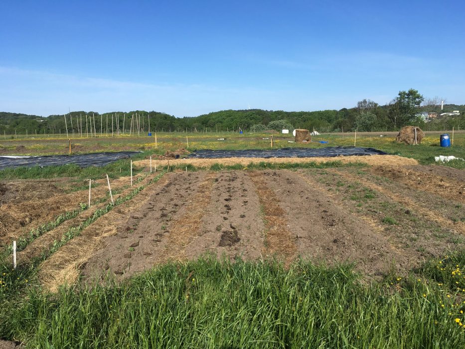 Såhär såg det ut i Valdemars odlingsland för några veckor sedan.