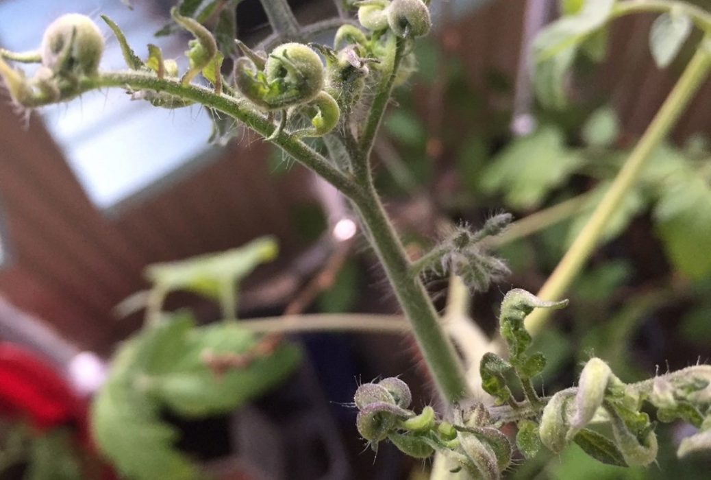 Så här ser en av de missbildade tomatplantorna ut efter att flytande växtnäring använts.
