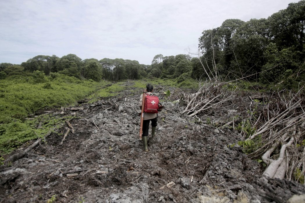 Nedhuggen skog i närheten av palmoljeplantage i Acehprovinsen i Indonesien.