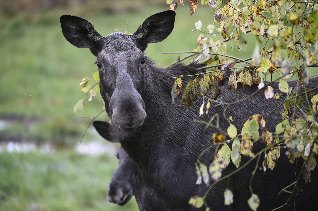 Forskarna ska studera om hundskall och människoprat kan skrämma bort älgar, rådjur och vildsvin från järnvägsspåren.