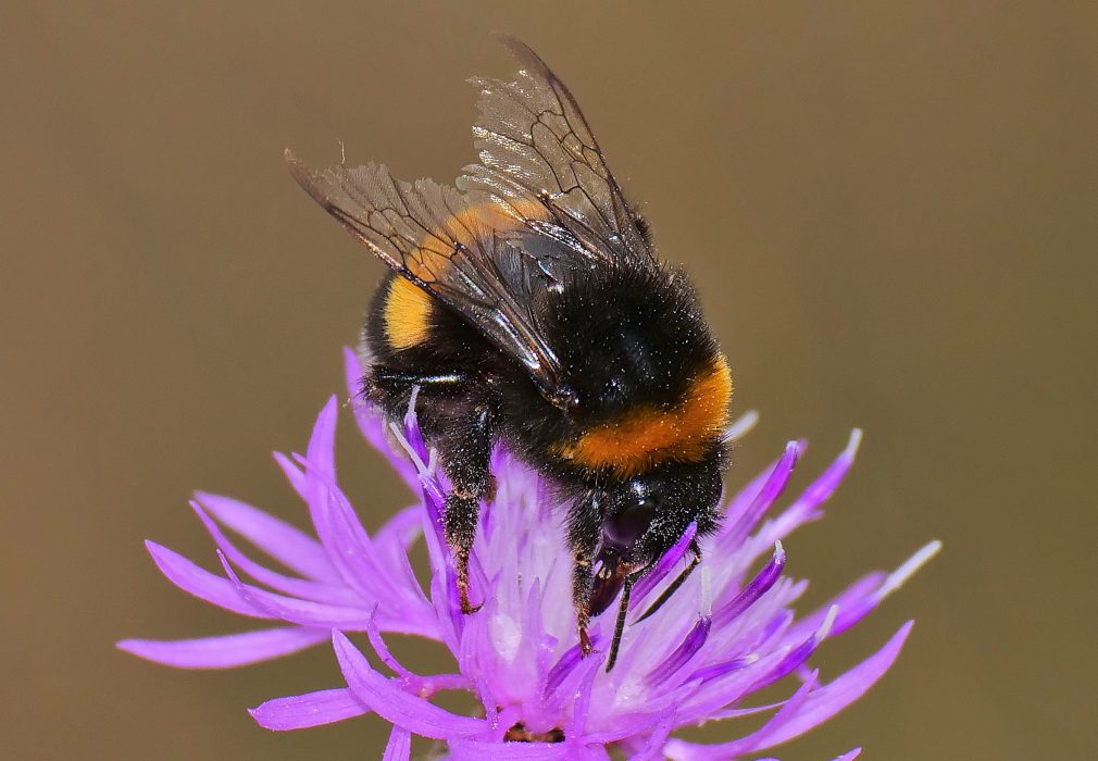 Uppfödda samhällen med mörk jordhumla (Bombus terrestris) är de som används storskaligt i jordbruket i dag.