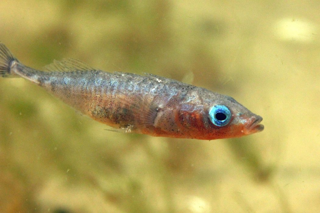 Storspiggen (Gasterosteus aculeatus) gynnas av övergödning och stigande vattentemperatur.