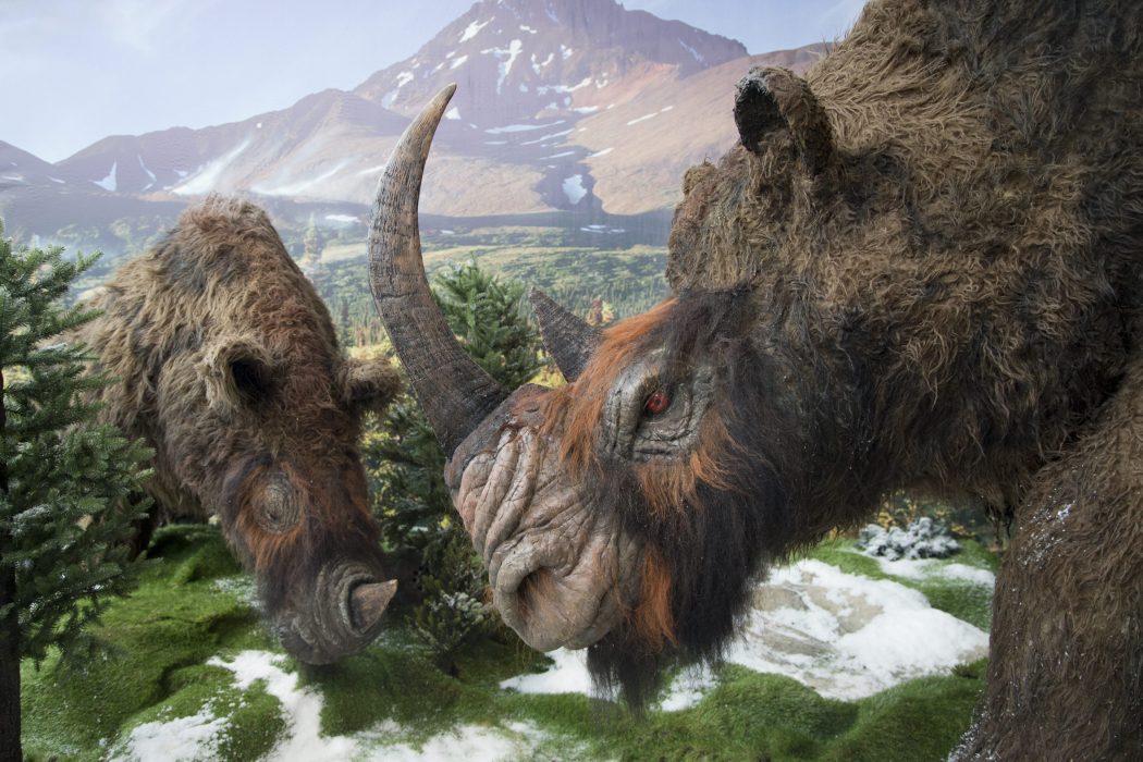 Så här kunde den ullhåriga noshörningen ha sett ut, enligt utställningen "Mammut" som visades på Universeum i Göteborg 2014.