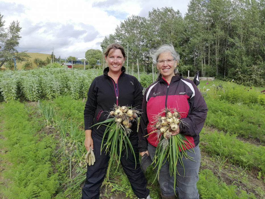 Malin Almquist och Liz Nassen mitt i årets lökskörd.