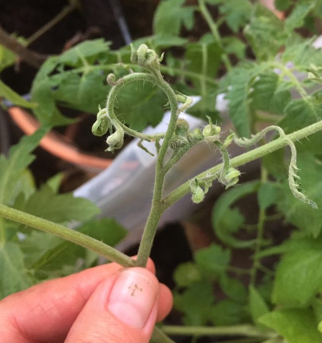 Så här såg många tomatplantor ut efter att ha fått ekologisk flytande växtnäring.