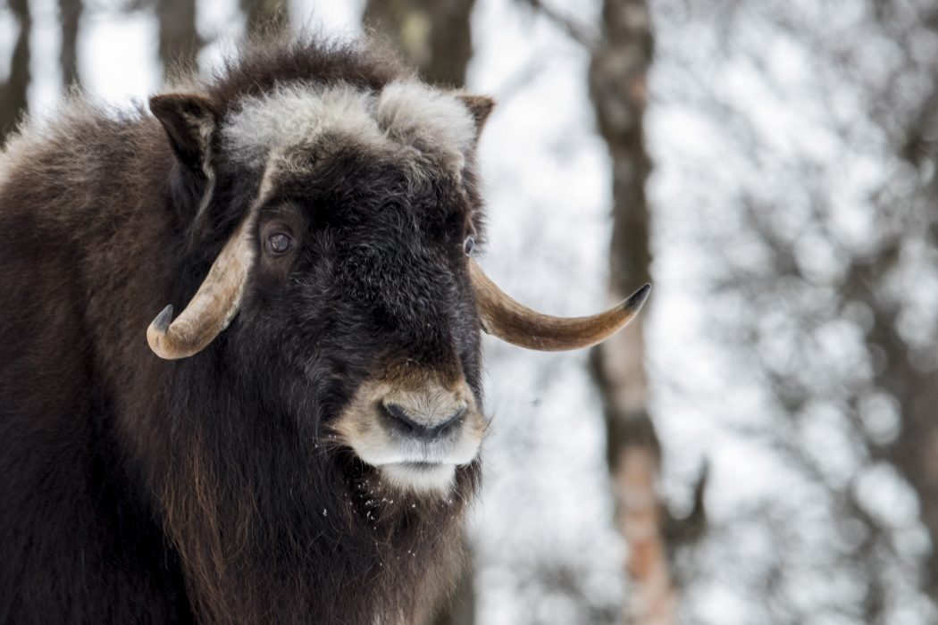 Den här myskoxen bor i fångenskap i Norge och är inte, den i artikeln omtalade, Brutus.