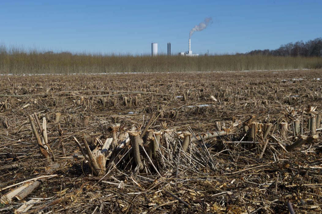 Avverkad energiskog ger fossilfritt bränsle – men en närmiljö som inte gynnar biologisk mångfald.