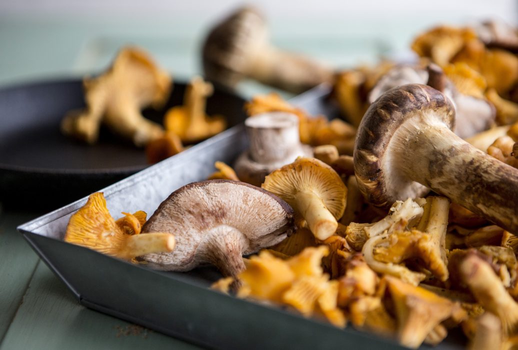 Gula kantareller och goliatmusseroner, två av drygt hundra bra matsvampar som går att plocka i norden, enligt Svampguiden.