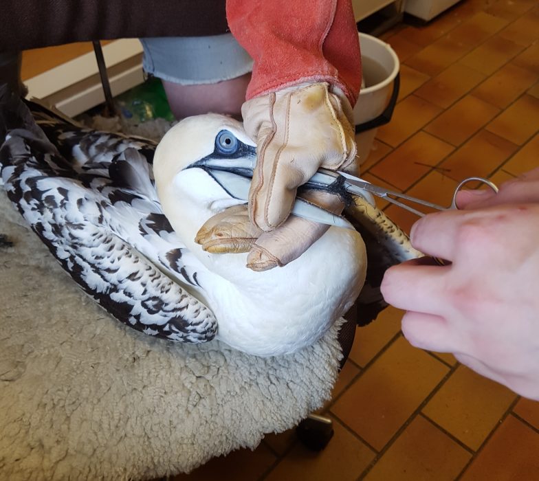 Havssulan på bilden har troligtvis fått delar av ett fiskenät virat runt näbben.
