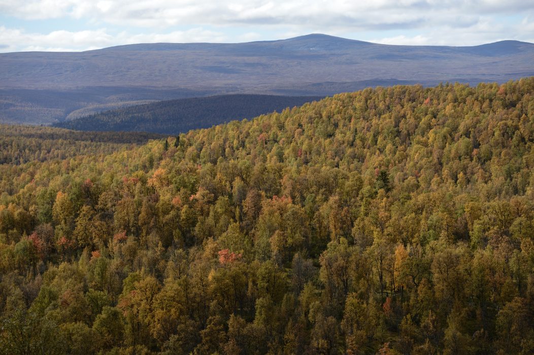 Skog nära Vindelfjällen i Lappland.
