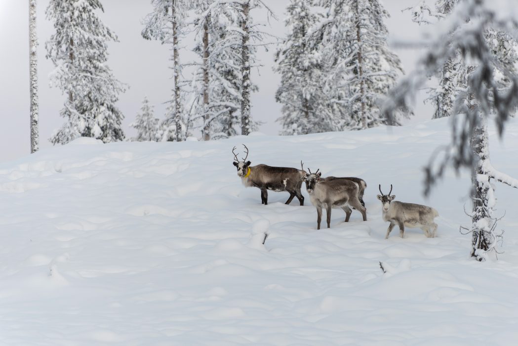 Den planerade avverkningen av skog i renbetesområdet i Luokta-Mávas pausas.