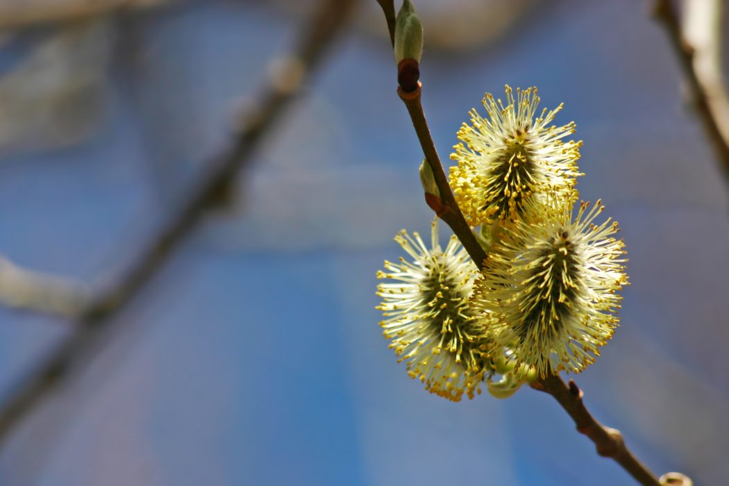 Blommor av olika videarter erbjuder nektar för många insekter aktiva tidigt på våren.