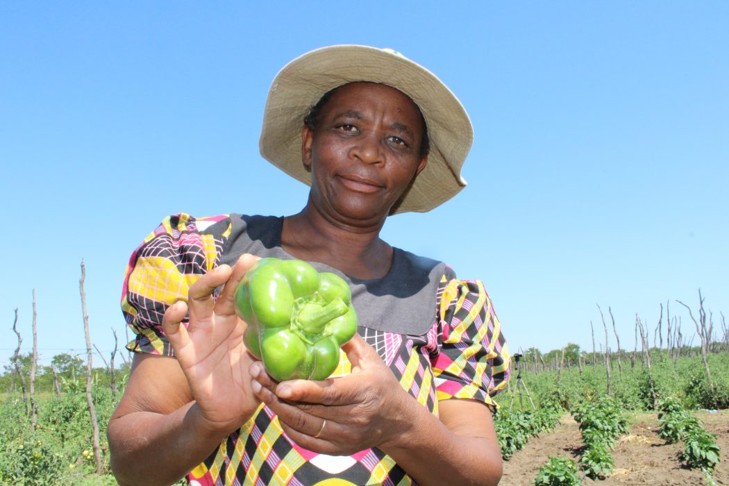 Småbonden Kwanele Ndlovu i distriktet Nyamandlovu i Zimbabwe.