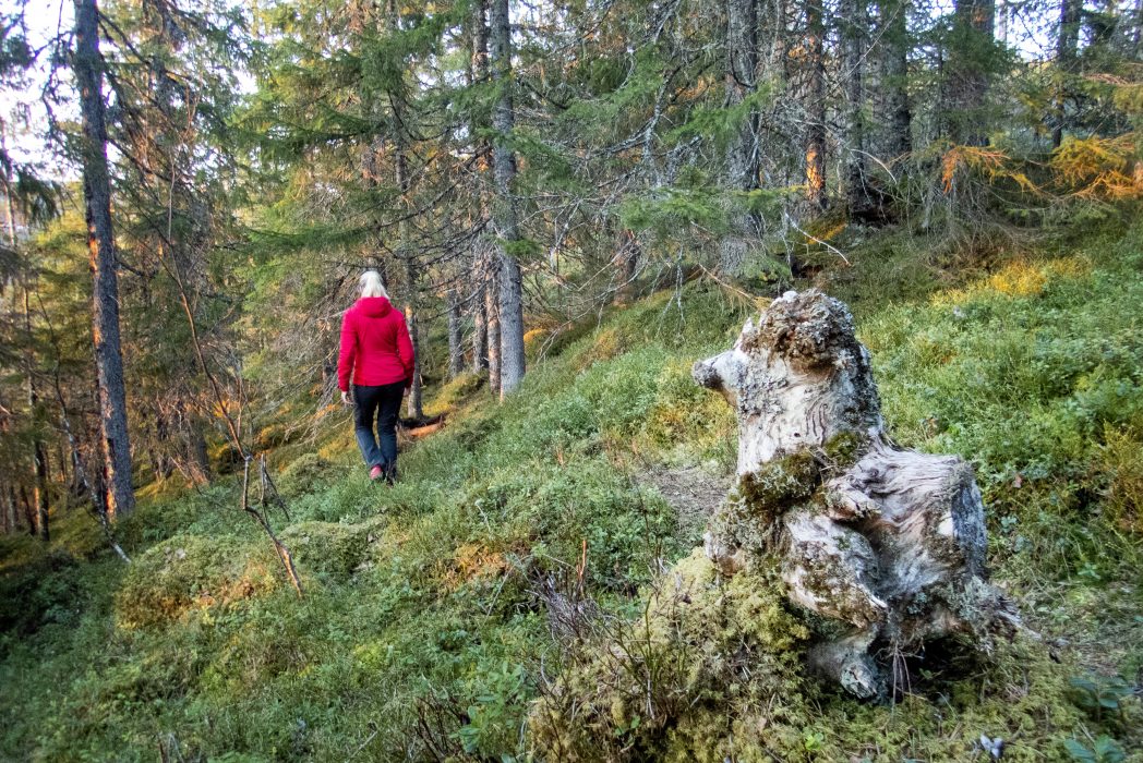 Tre av de fyra vanligaste metoderna för akademiker att hantera pandemin har att göra med kopplingen till naturen.