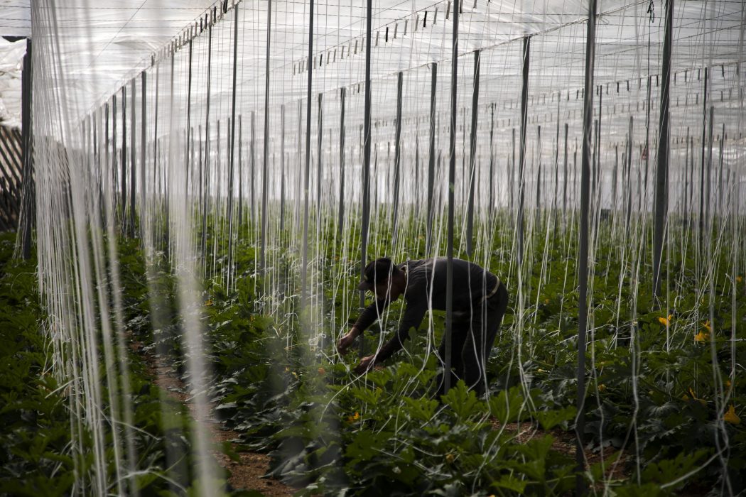 Växthusodlingarna i Almería producerar ungefär en fjärdedel av Spaniens totala export av grönsaker och frukt.