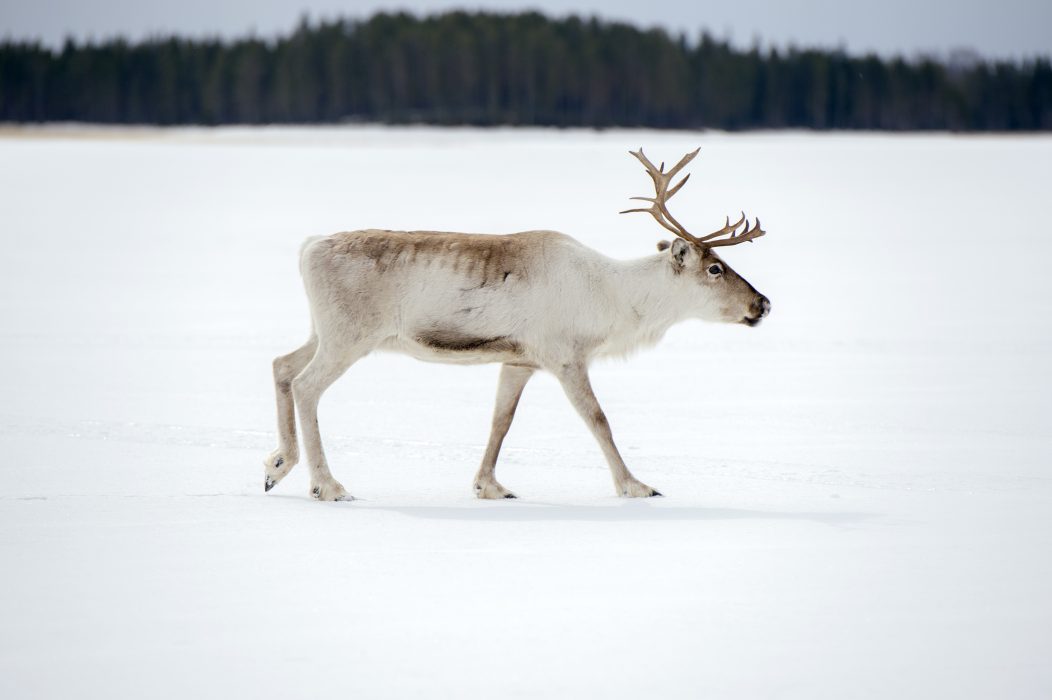 Renar i Norrbotten och Västerbotten ska få särskilda broar för att kunna röra sig mer fritt.