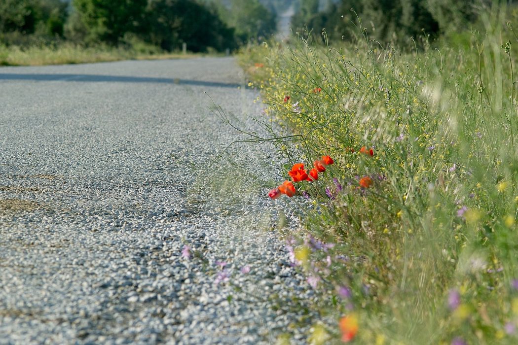  Genom att skötas rätt kan vägkanter gynna många av de insekter som håller på att försvinna.