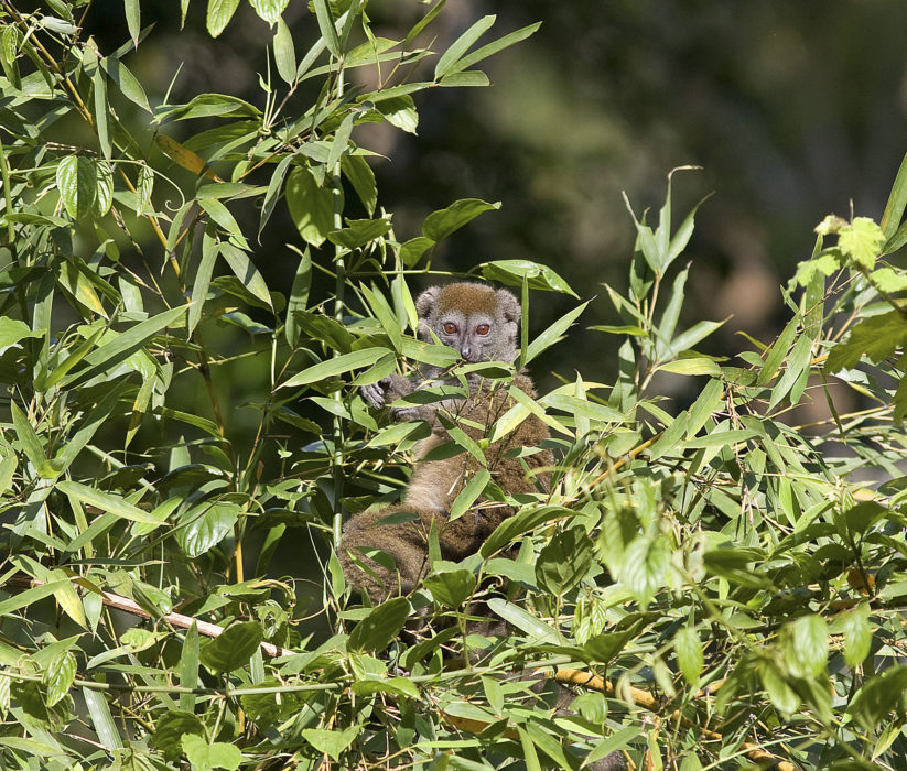 Bambulemur i reservatet Andasibe i Madagaskar.