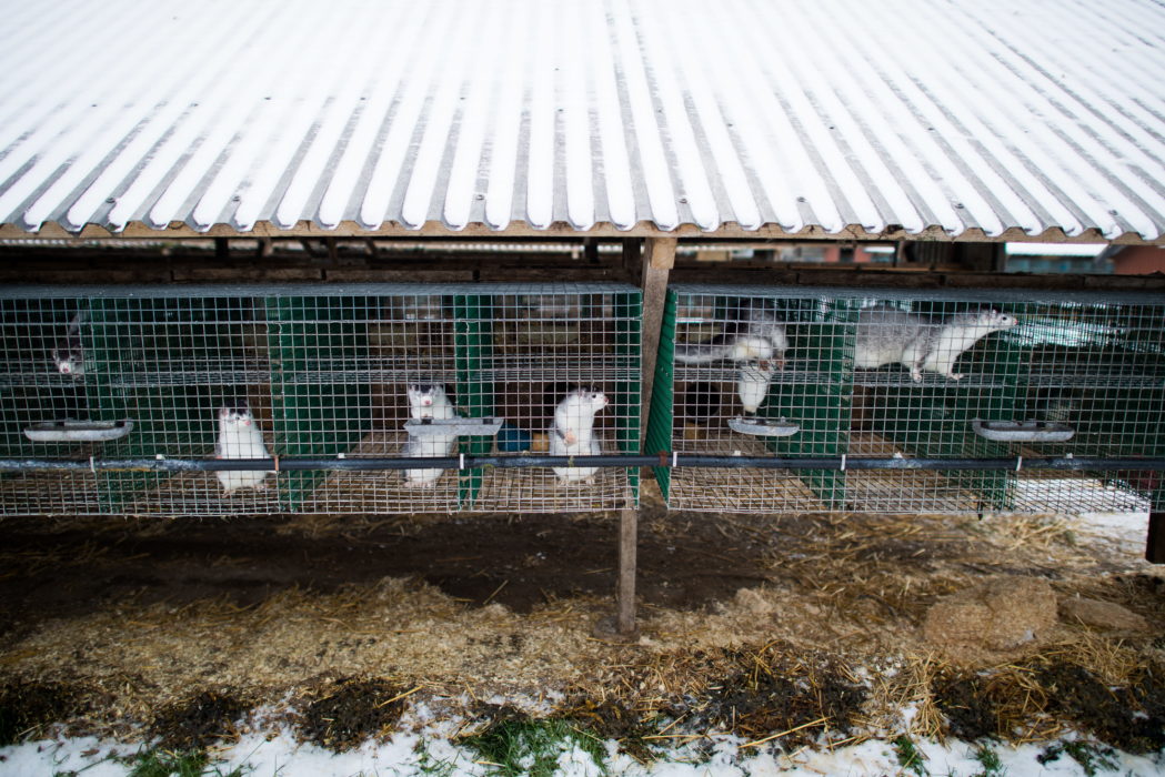 Minkar på en minkfarm på Listerlandet i Blekinge.