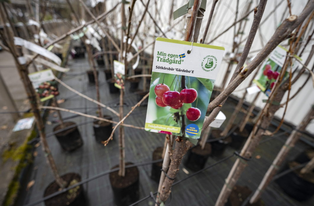 Fruktträd till försäljning på Plantskolan i Ängelholm.