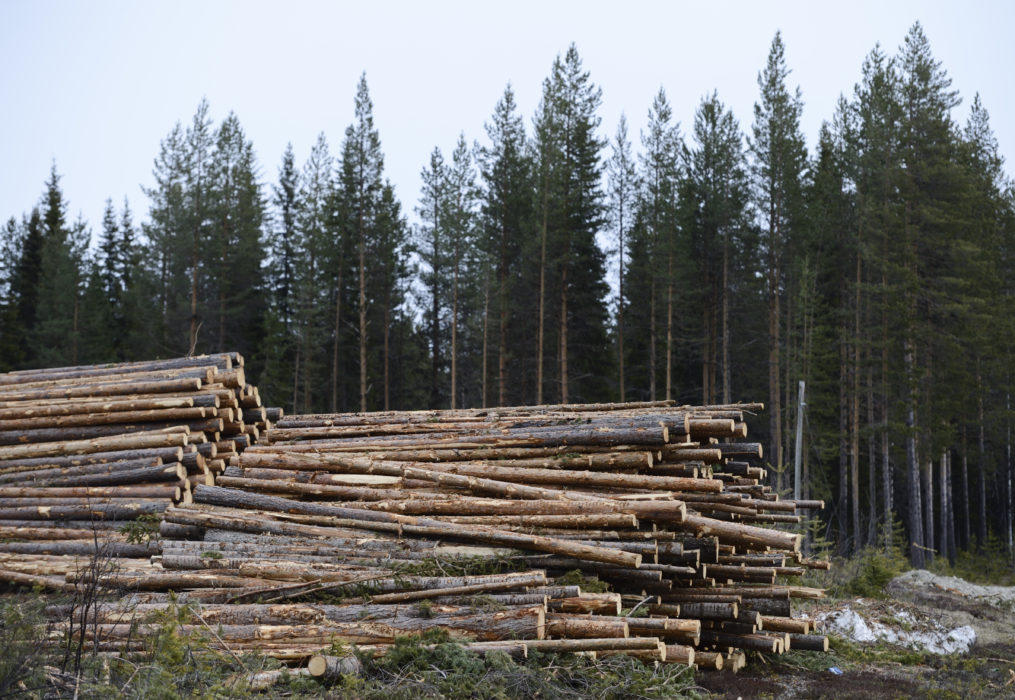 Avverkad skog.