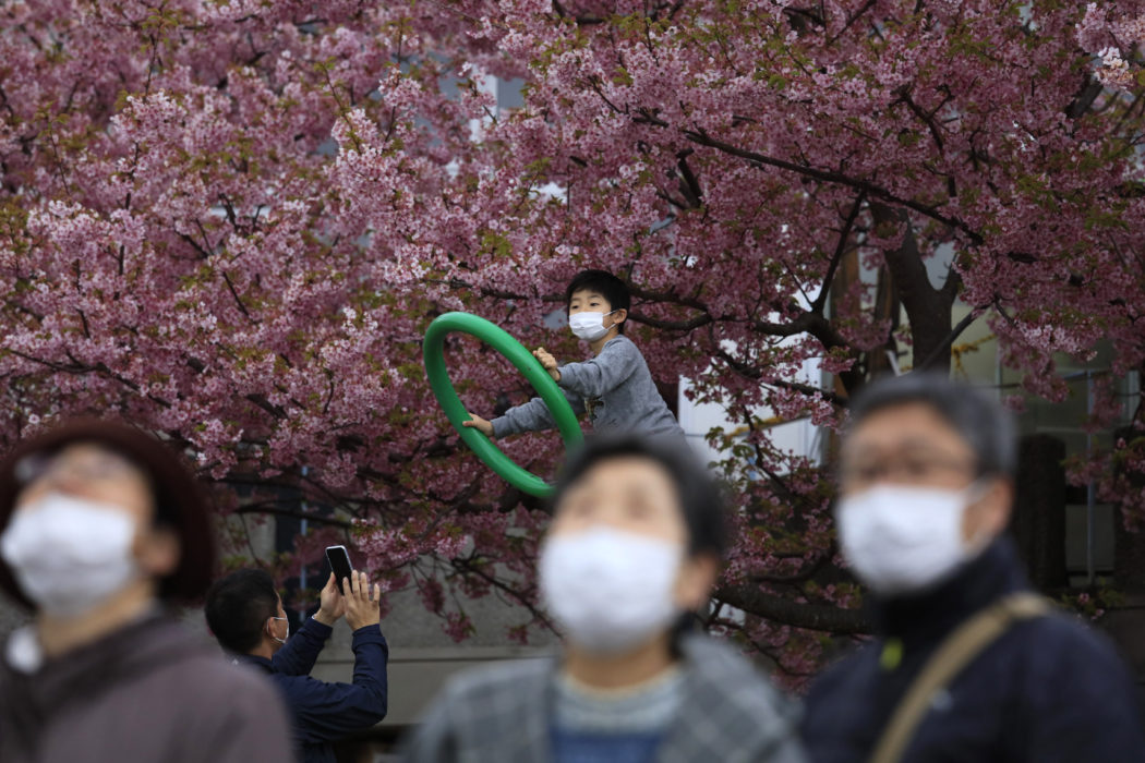 Blommande körsbärsträd i Japan, här i Tokyo i fjol.
