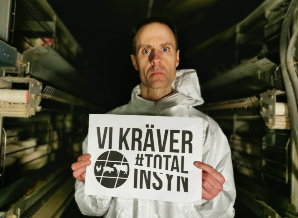 I programmet På gränsen får vi se när Martin Smedjeback och en annan aktivist tar sig in i en äggfabrik och fritar 24 hönor.