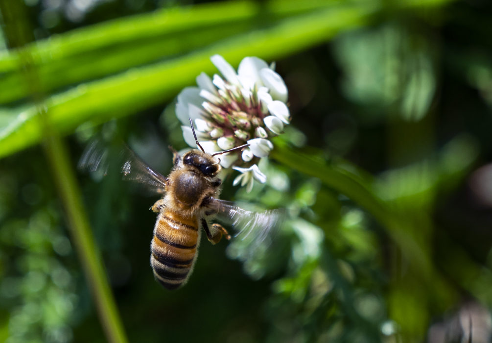 Det råder bostadsbrist för bland annat insekter och genom att sätta upp insektshotell kan enskilda personer bidra till att gynna den biologiska mångfalden.