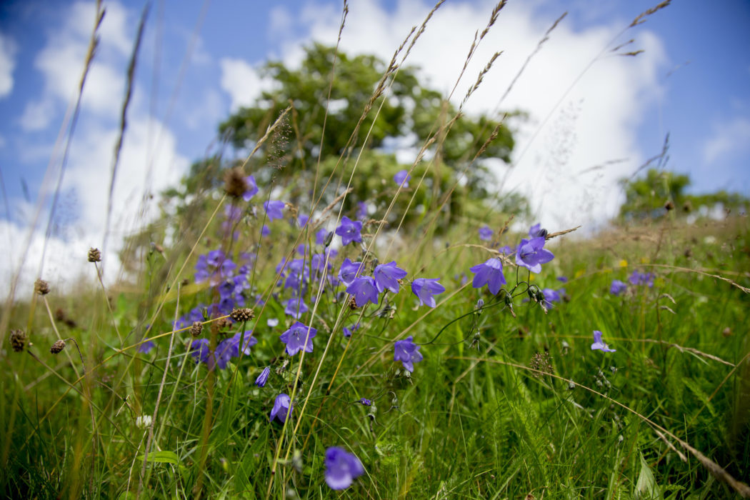Mängder av insekter och blommor är beroende av ängen.