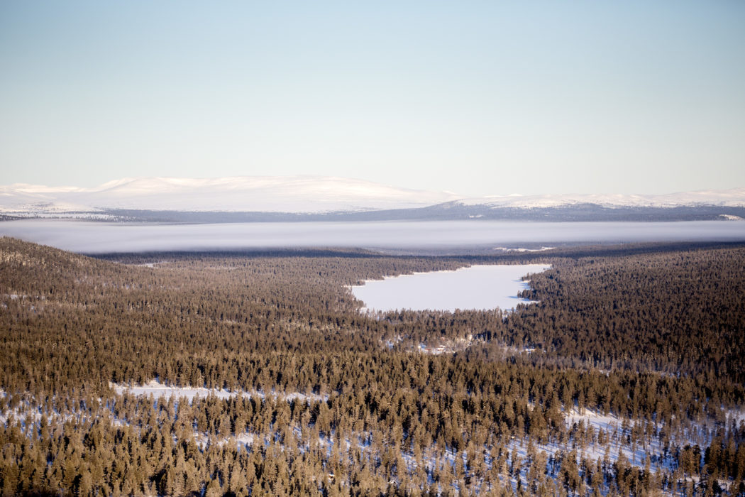 Antalet ansökningar om tillstånd för slutavverkning i den fjällnära skogen har ökat med nästan 400 procent på ett år.