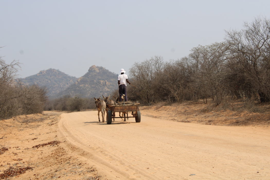 Produktionen av träkol driver på skogsskövlingen i Zimbabwe och problemen har förvärrats i takt med att elpriserna stiger.