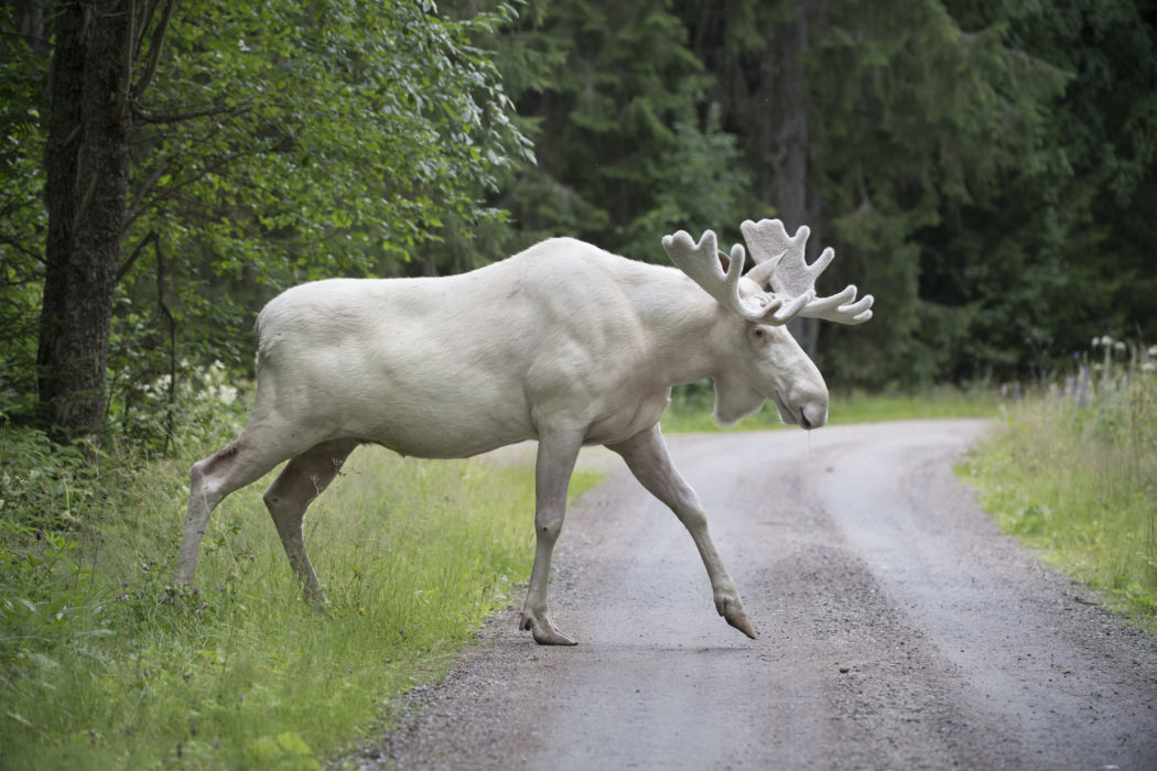 En vit älg i Gunnarskog i Värmland 2017.