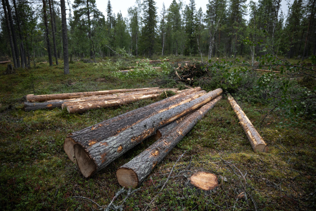 Avverkningsområde i Muonio sameby.
