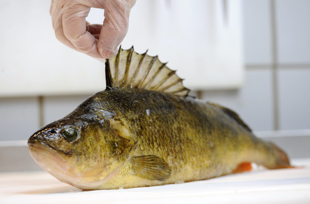 Abborrarna som fiskas i Norrlands insjöar har ökat i vikt de senaste 40 åren.